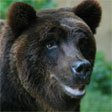  ()  (  Ursus arctos marsicanus 